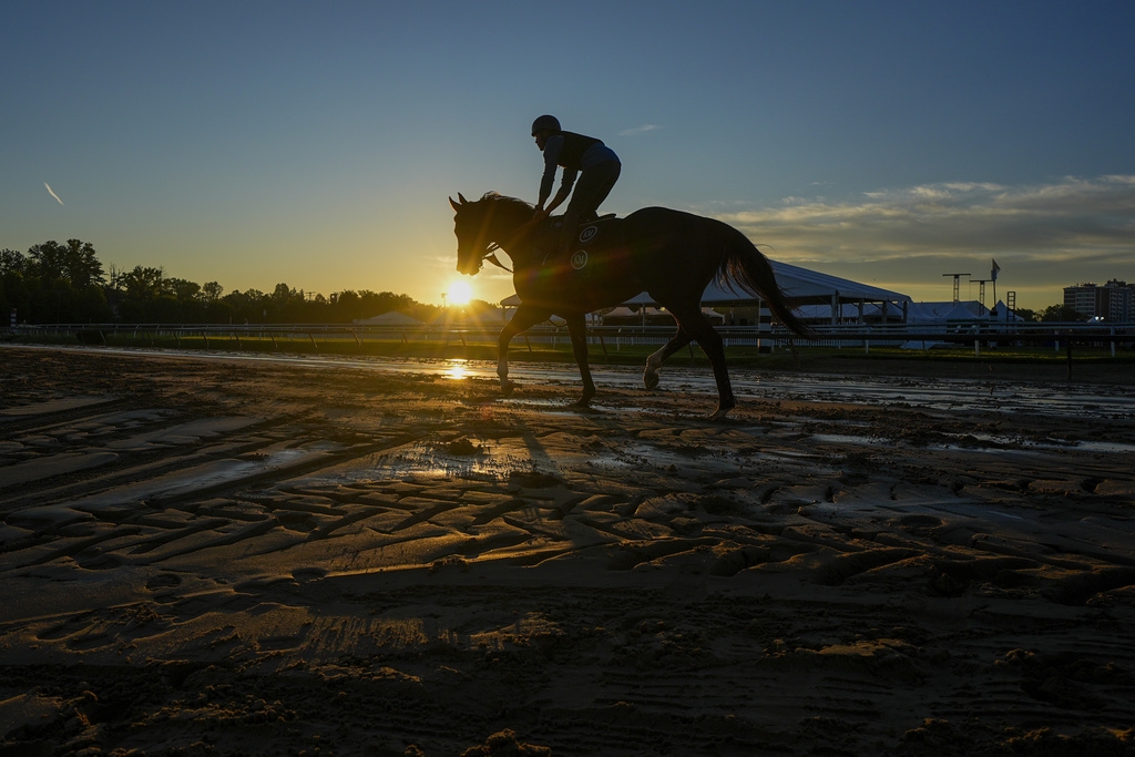 Preakness 2024 Horses List Shawn Dolorita