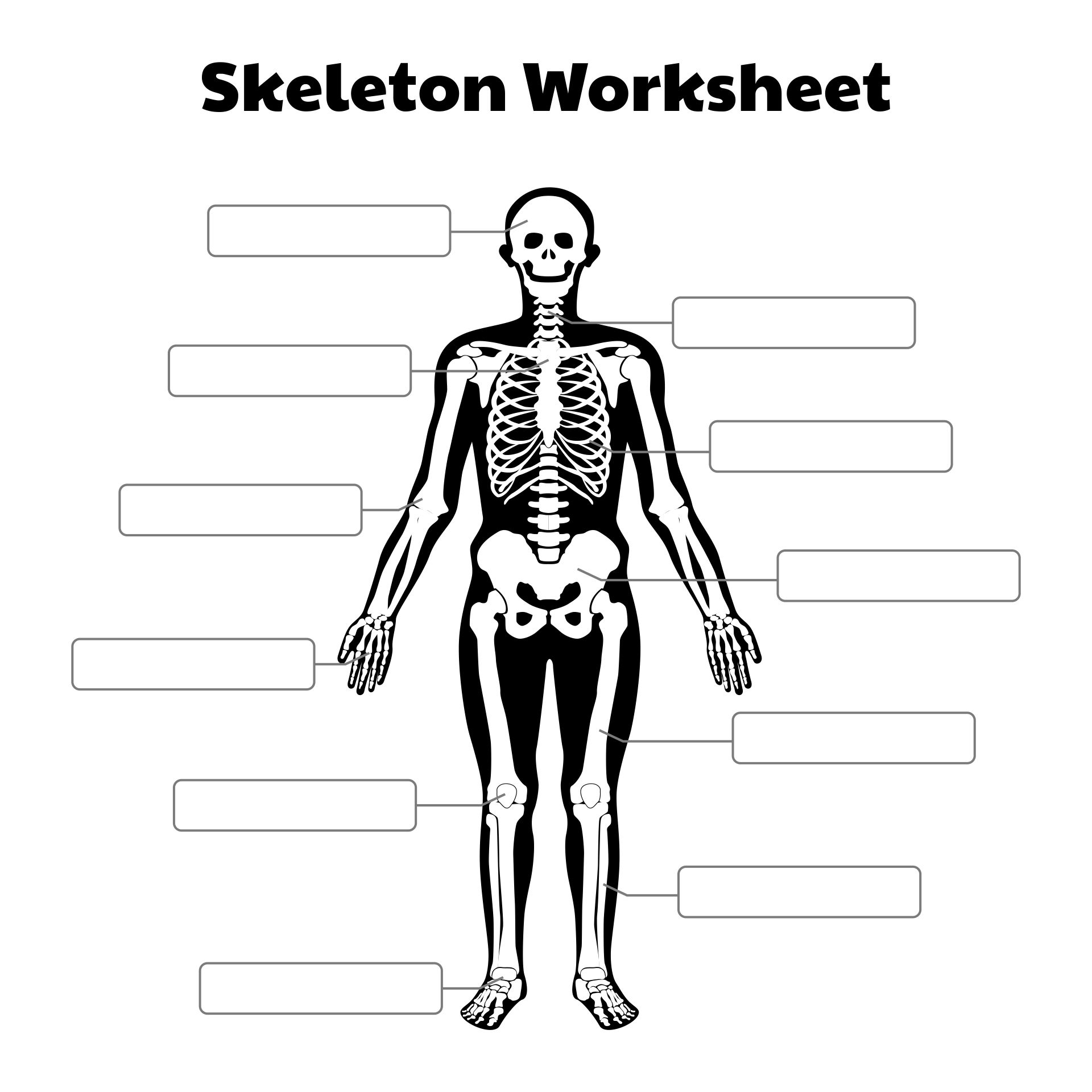 Printable Skeleton Worksheet Printable Skeleton Worksheet